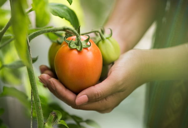 Organic Farming: Concepts and Principles